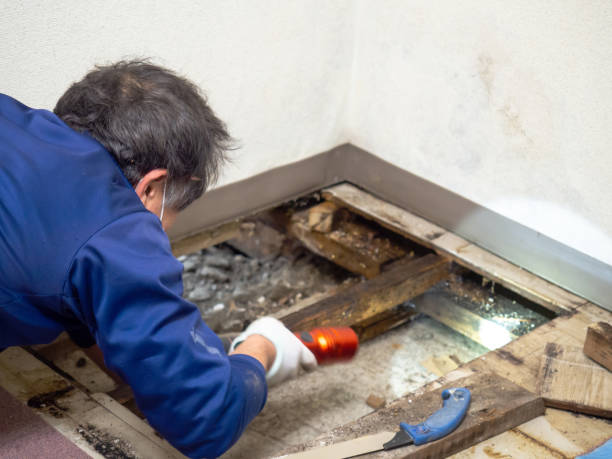 Best DIY Mold Remediation Support Services in Camano, WA