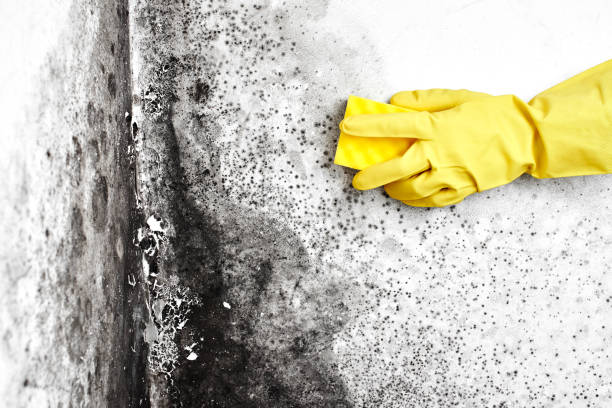 Best Residential Mold Remediation in Camano, WA