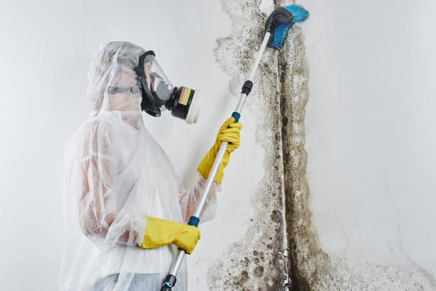 Camano, WA Mold Remediation Company