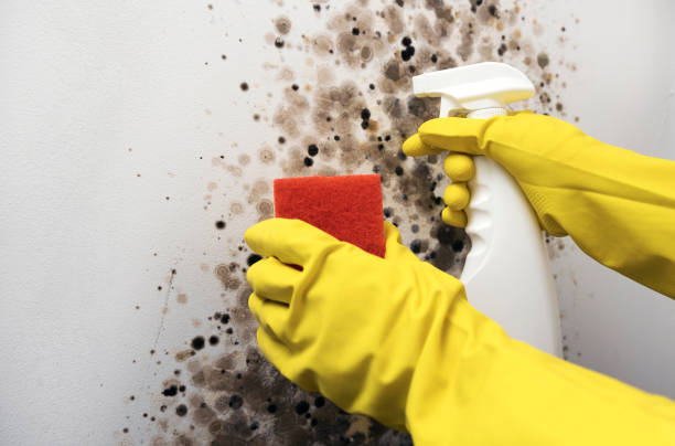Best Mold Remediation for Specific Building Types in Camano, WA