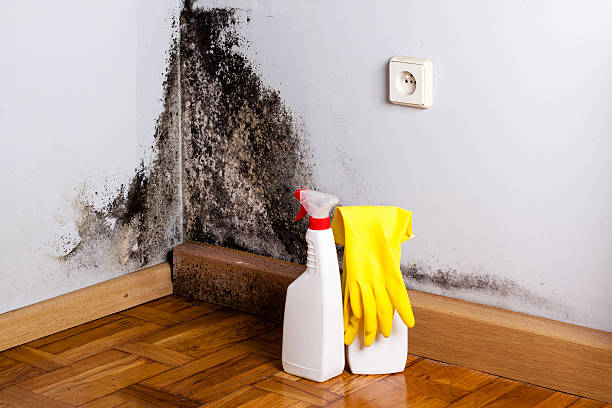 Best Residential Mold Remediation in Camano, WA