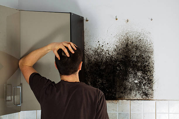 Best DIY Mold Remediation Support Services in Camano, WA