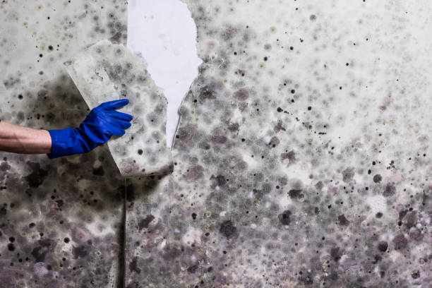 Best Kitchen Mold Remediation in Camano, WA