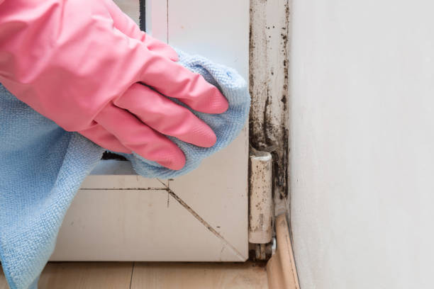 Best Mold Remediation for Schools in Camano, WA
