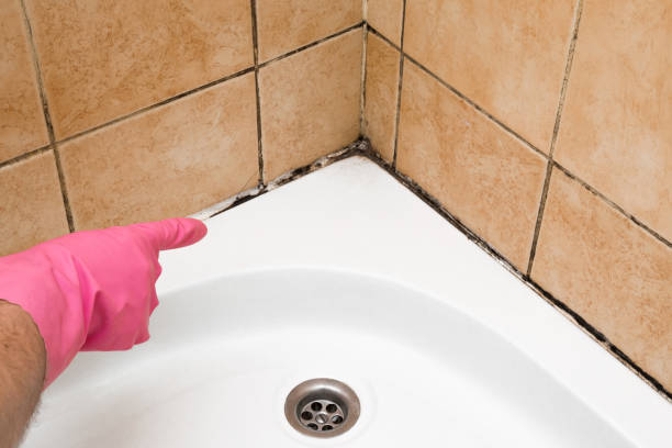 Best Residential Mold Remediation in Camano, WA